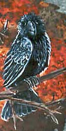 Raven detail
